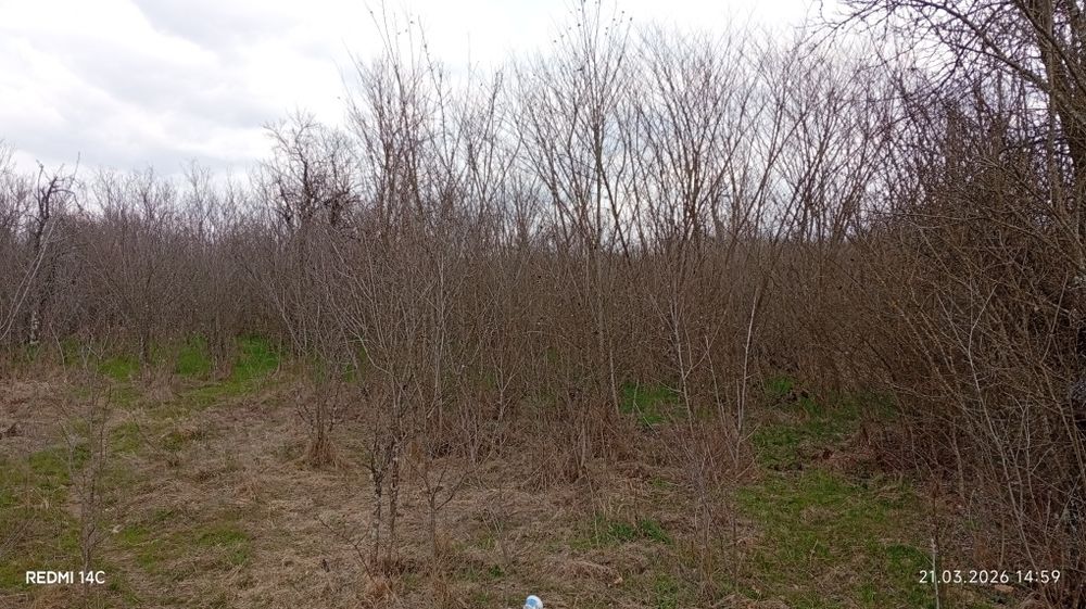 Sa făcut junglă pe terenul dumneavoastră?