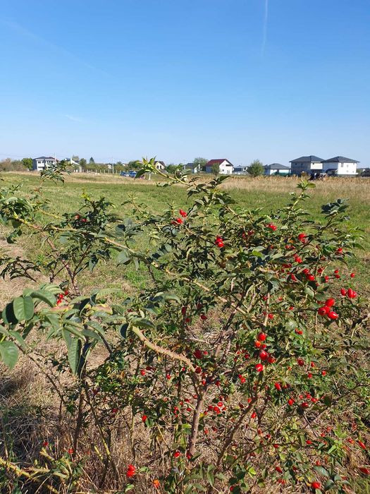 Vând teren intravilan Strejnicu