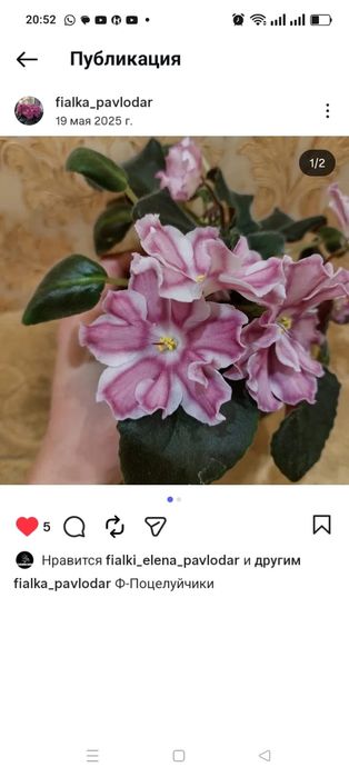 Сортовые фиалки лист 500тг