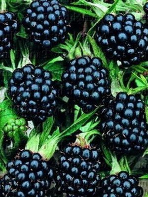 Рассада лианы урсунув дачная.