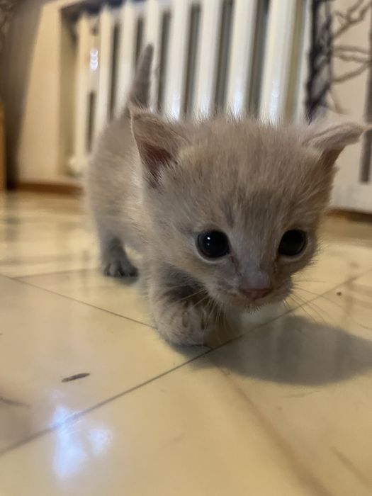 Котёнок с лапкой-клешней