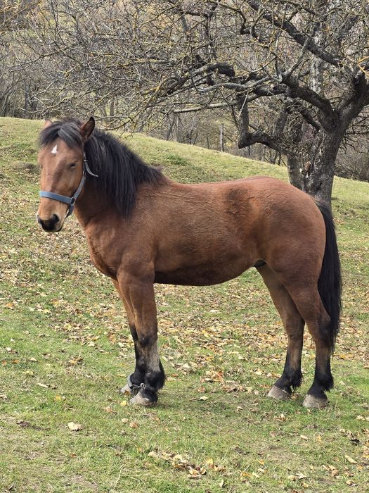 Vand cârlan de 2 ani jumate