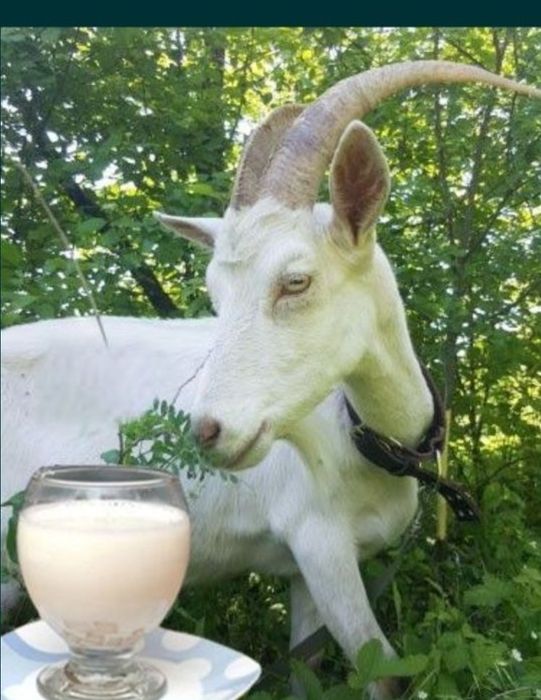 Козье молоко свежее