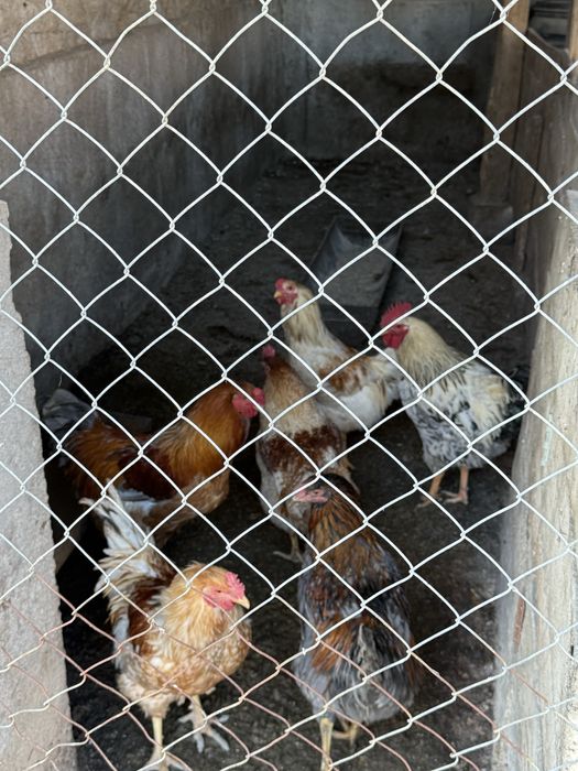 Домашни петли за консумация и разплод.