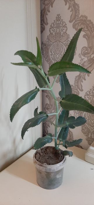 Глоксиния  глоксиния