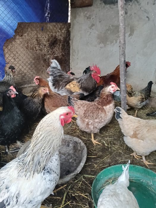 Тауык Куры Кораз