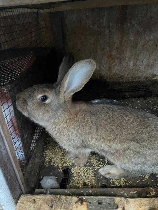Взрослые кролики