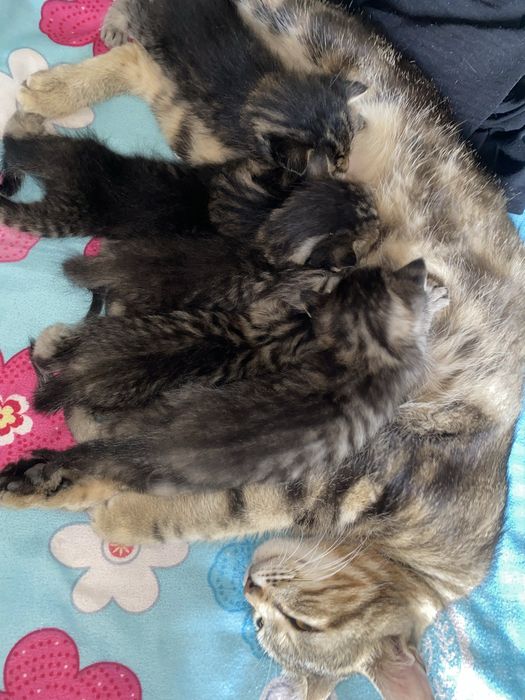 отдам котят окрас-табби