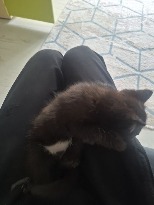 Котенок девочка(вроде)