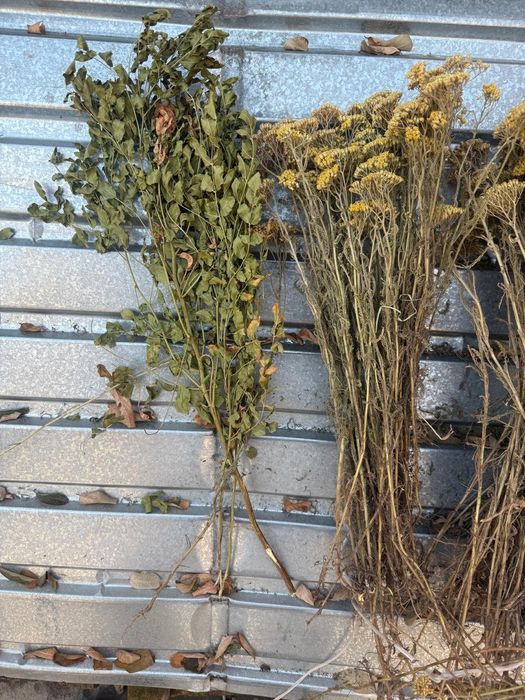 Веники для бани + ДОСТАВКА