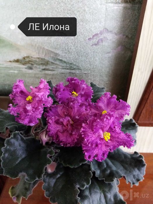 Продаются детки сортовых фиалок