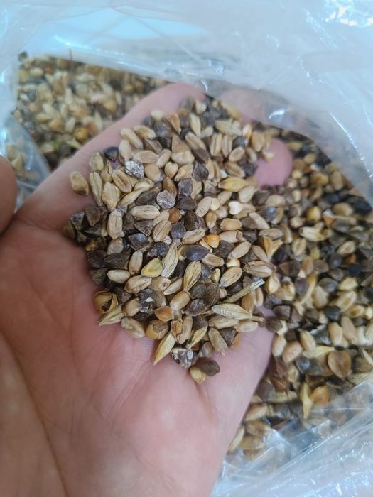 Отходы зерноотходы Отруби Полова