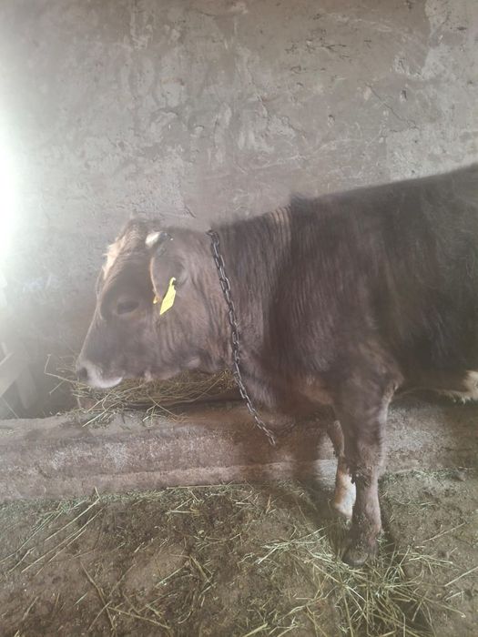 Продается бычок отличный патсос