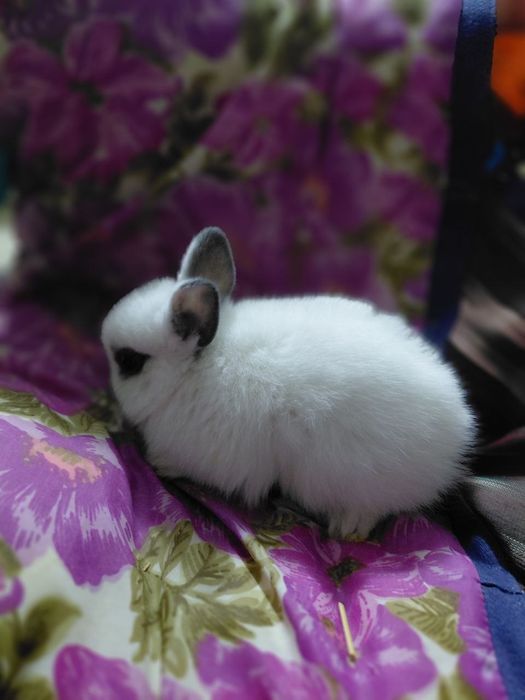 Кролики породы "хотот"