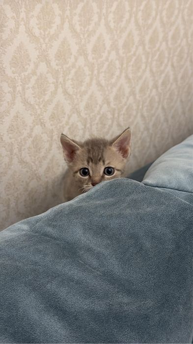 Котенок ищет дом