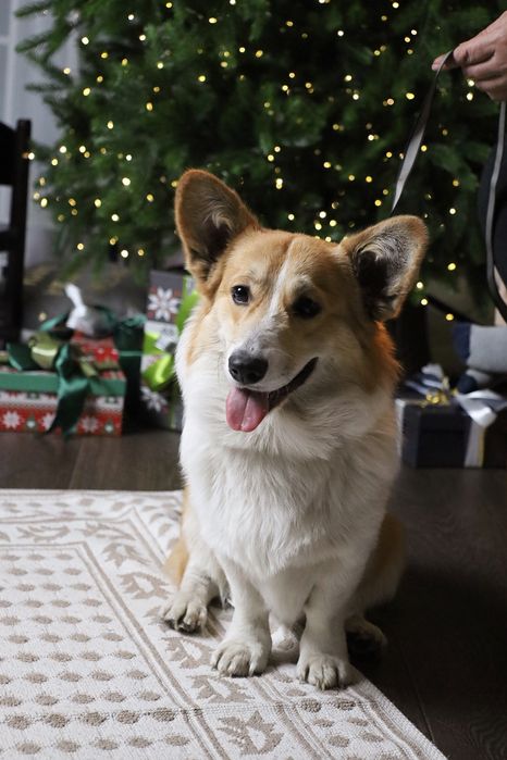 Питомник предлагает кобелей для Вязки