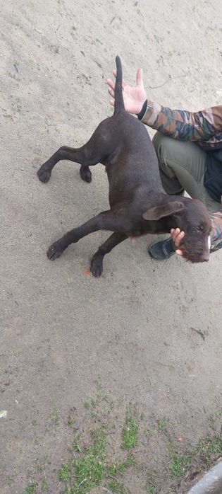 Brac german : vârstă 5 luni