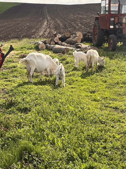 Vând sau schimb cu junică capre sannen bune de lapte cu tot cu 4 iezi