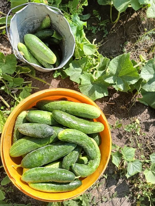 Продам  помидоры  огурцы  кабачки