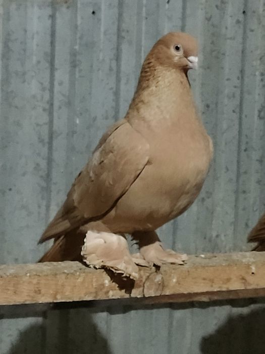 Голуби голуби голуби