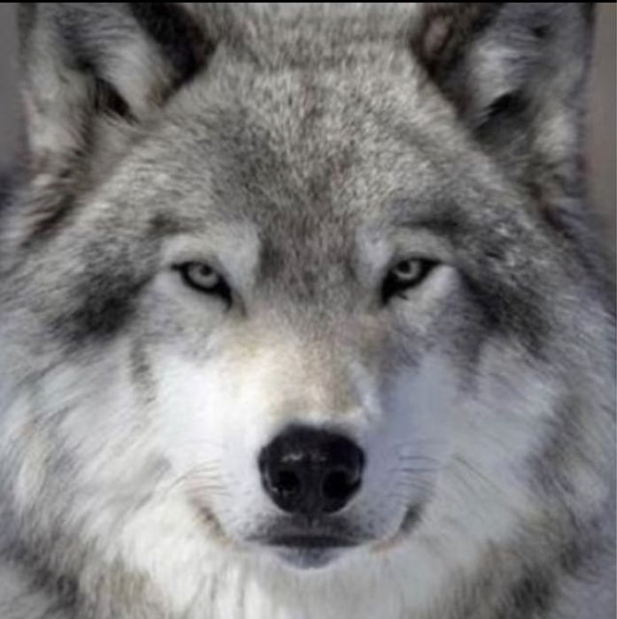 кангалы.турецкий-волкодав