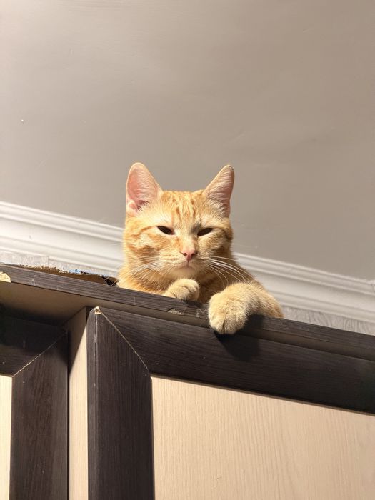 Кот отдам в хорошие руки