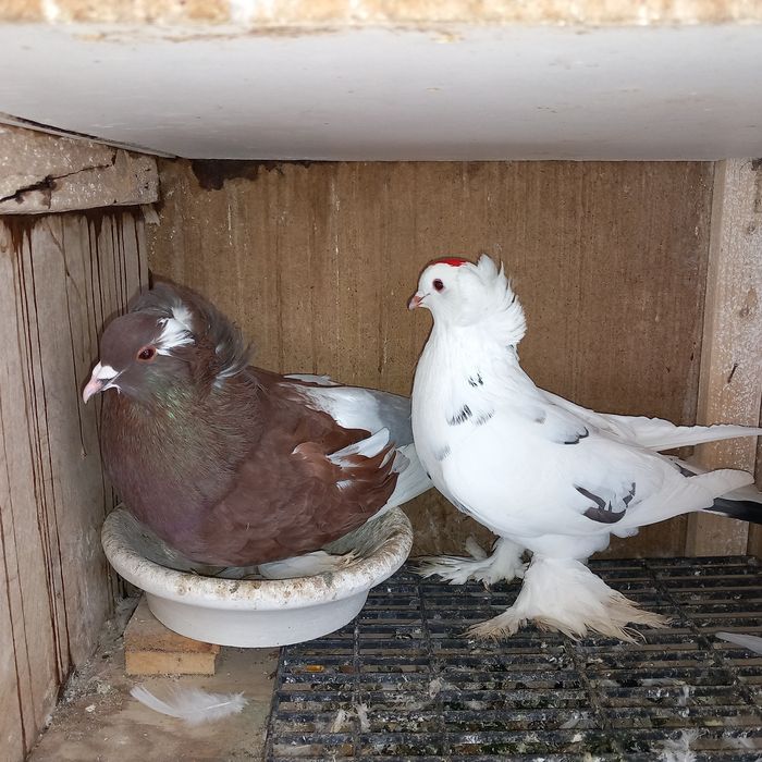 Porumbei uriasi maghiari