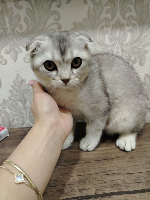 Продаётся котик серебряный шиншилла