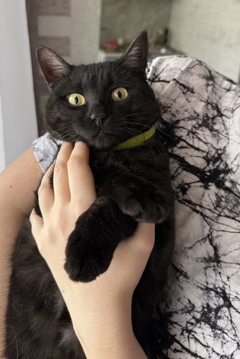 Ищем дом для кошки