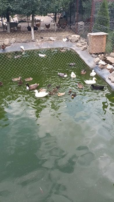 Pui de curca și rate pitica olandeza