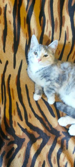 Ищут дом котята,возраст 3 месяца