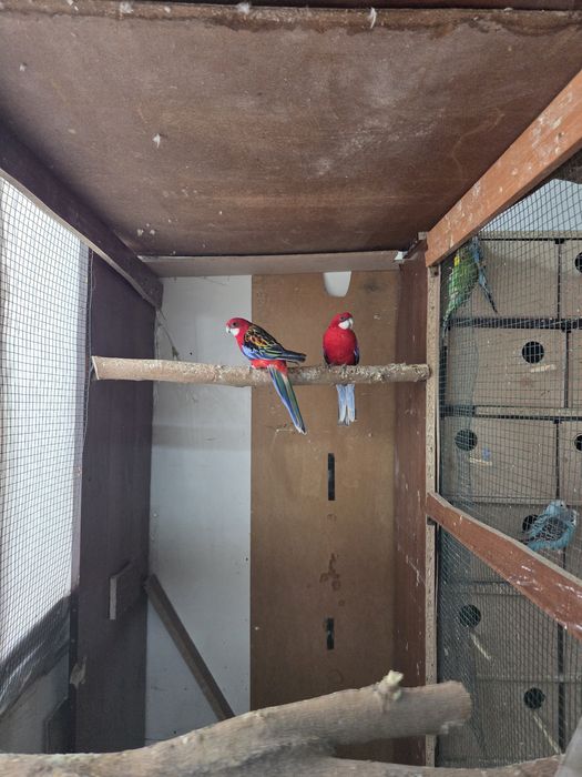 Продам ручные папугаи 120 тысяч