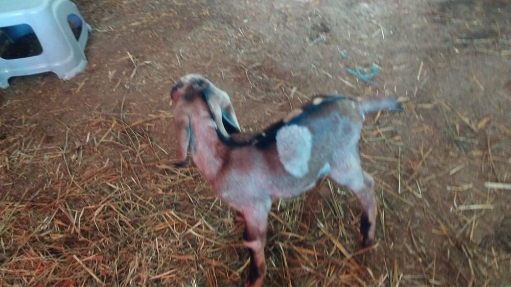 Iedita  anglo nubian