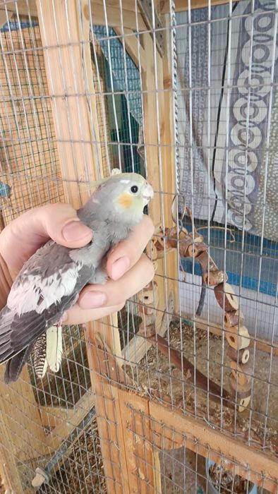 Продается корелла попугай самка