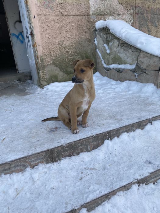 Отдам щенков в добрые руки!