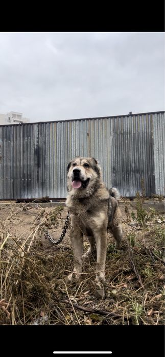На вязку кобели сао. Кв.