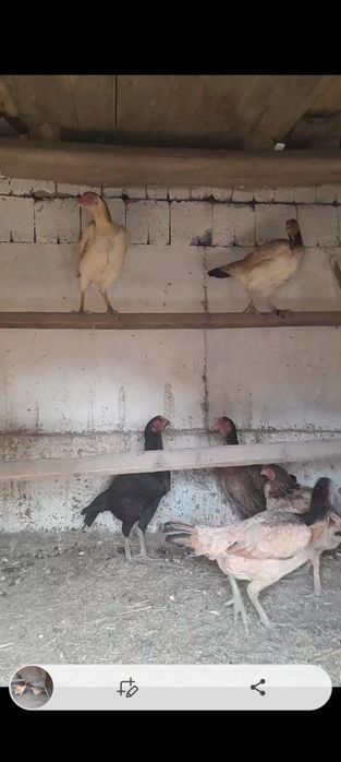 Дакандар сатылады