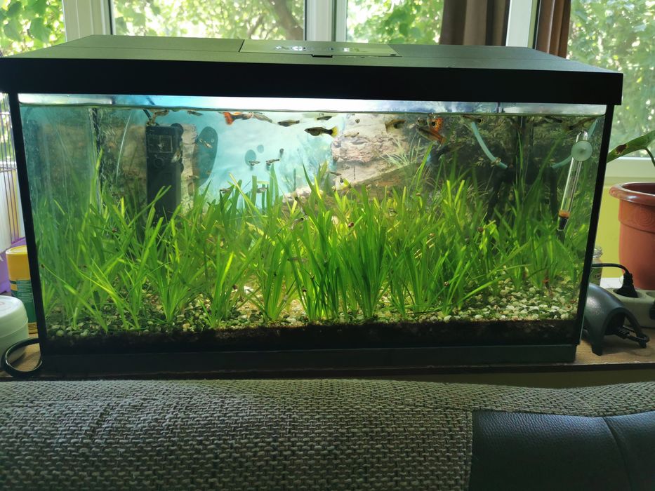 Agvariu 60 L cu pești, plante naturale cu toate accesorile Timisoara ...
