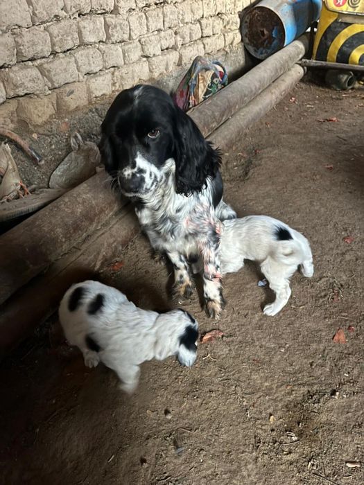 Спанел күшіктер 2еркек күшік