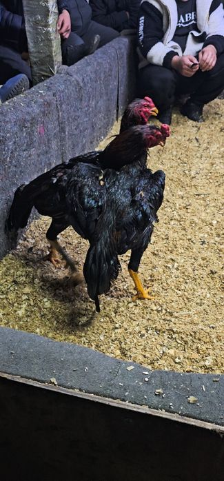 Дакан бойцовая птица