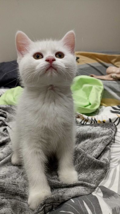 Британско КотеБяло