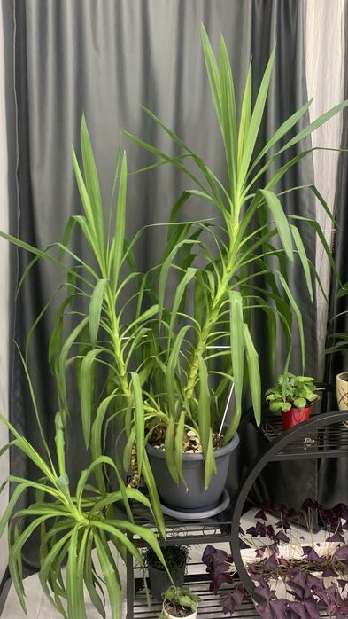 Продам Драцену, очень большую