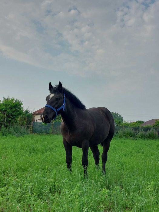 Mânză semigrea de vânzare