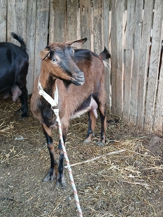 Vând iezi și capre alpin francez