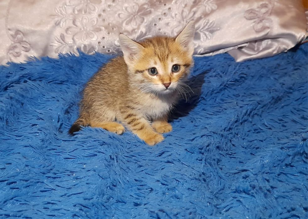 Котенок мальчик в добрые руки