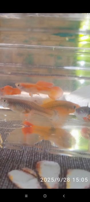 Гуппи разных вариаций