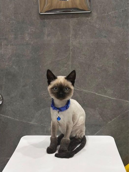 Отдадим Сиамского котика