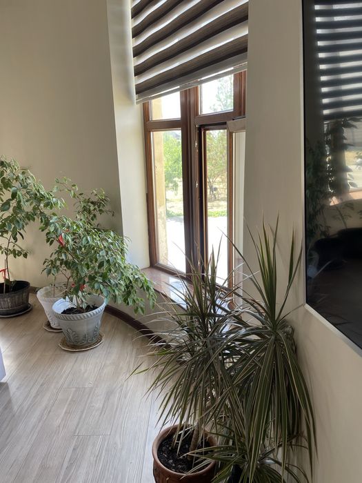 Комнатные цветы