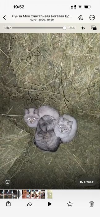 Кошки в добрые руки.