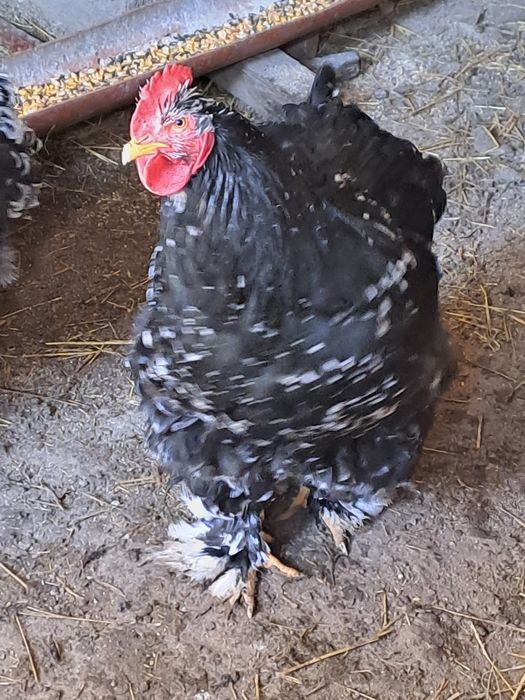 Vand cocoș cochinchina bobat 2025